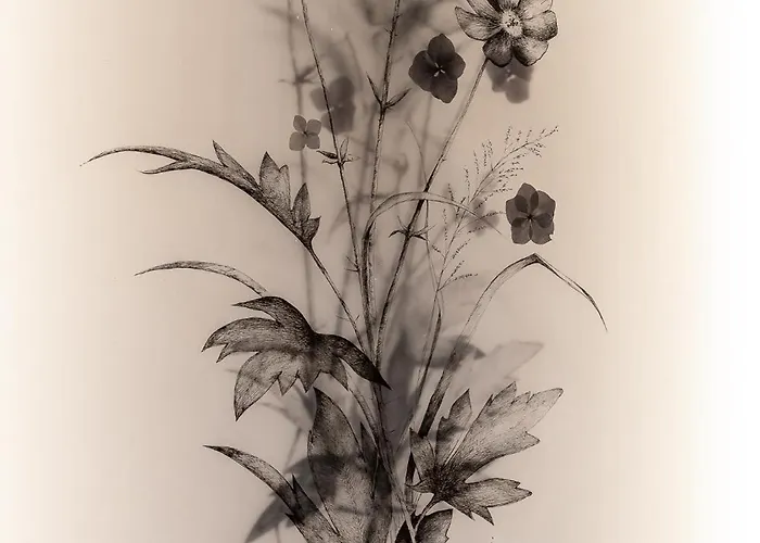 ベッド・アンド・ブレックファスト Amicus 3*